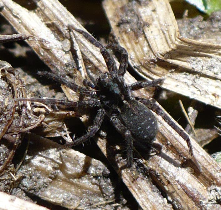 Pardosa sp. - Colletto, Roure (TO)